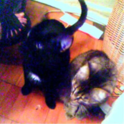 Лот: 3089258. Фото: 1. Отдам кота в добрые руки. Кошки, котята