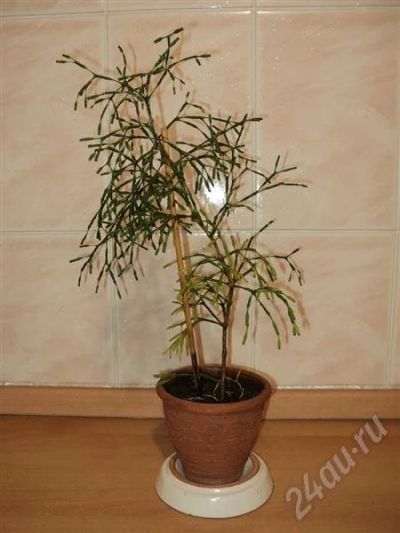 Лот: 725736. Фото: 1. Оленьи рожки. Горшечные растения и комнатные цветы