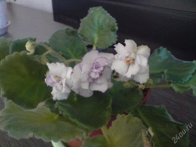 Лот: 820074. Фото: 1. Сортовая фиалка "Кармен" (лист... Горшечные растения и комнатные цветы