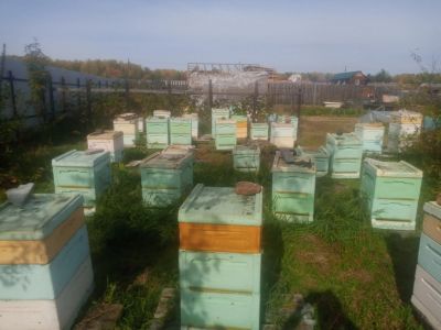 Лот: 15774326. Фото: 1. Мед. Своя пасека. Мёд, продукты пчеловодства