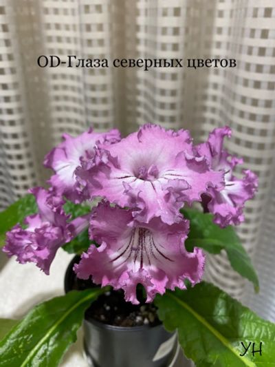 Лот: 20974391. Фото: 1. Стрептокарпус OD-Глаза северных... Горшечные растения и комнатные цветы
