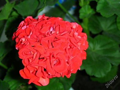 Лот: 1296636. Фото: 1. Пеларгония Rosebud. Горшечные растения и комнатные цветы