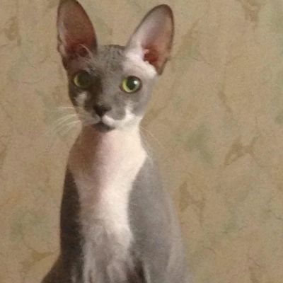 Лот: 6314766. Фото: 1. Сфинкс. Кошки, котята