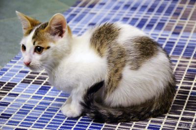 Лот: 8998567. Фото: 1. Котенька ищет дом (коробка корма... Кошки, котята