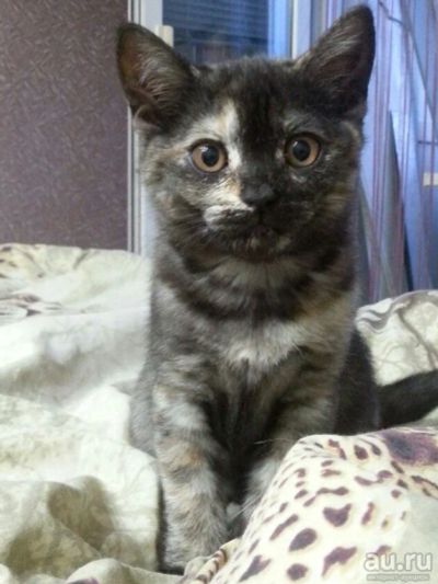 Лот: 9795252. Фото: 1. Котенок шотландская. Кошки, котята