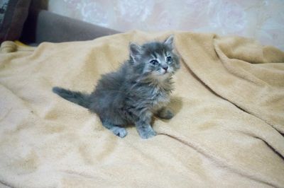 Лот: 20851310. Фото: 1. Котенок , девочка. Кошки, котята