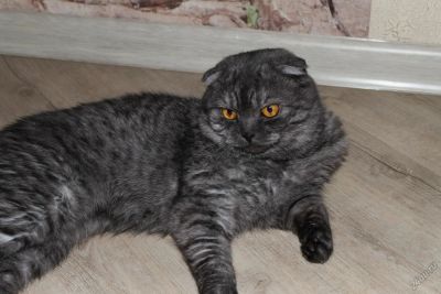 Лот: 5797708. Фото: 1. Отдам вислоухого шотландца. Кошки, котята