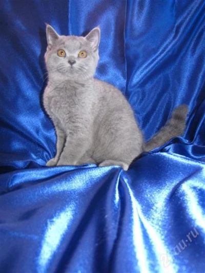 Лот: 1651157. Фото: 1. Очаровательная голубая британская... Кошки, котята
