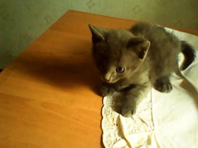 Лот: 4533077. Фото: 1. Котенок голубого цвета 2 мес.с... Кошки, котята