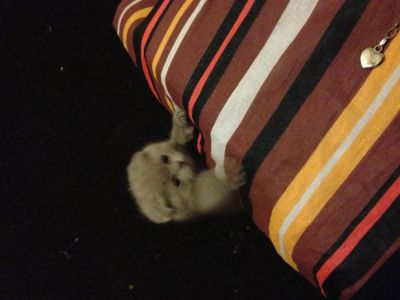 Лот: 3573610. Фото: 1. Вислоухая принцесса. Кошки, котята
