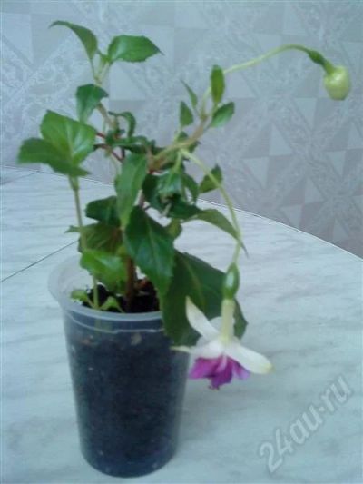 Лот: 389762. Фото: 1. Фуксия2. Горшечные растения и комнатные цветы