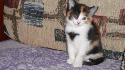 Лот: 7454875. Фото: 1. дама с чёрным галстучком. Кошки, котята