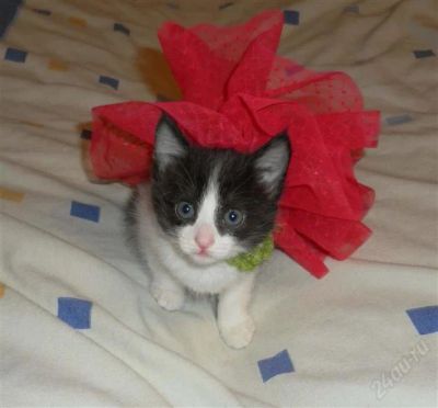 Лот: 1073939. Фото: 1. Отдам котят. Остальные животные
