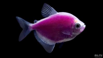 Лот: 9867103. Фото: 1. Тернеция GloFish (фиолетовая... Рыбки