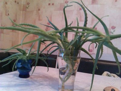 Лот: 2035642. Фото: 1. Отростки алое. Горшечные растения и комнатные цветы