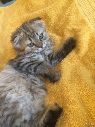 Лот: 9708191. Фото: 1. Плюшевые котятки!. Кошки, котята