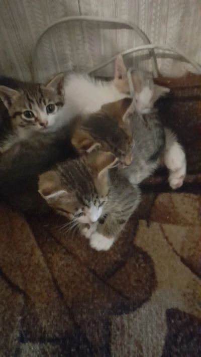 Лот: 20748684. Фото: 1. Отдам котят. Кошки, котята