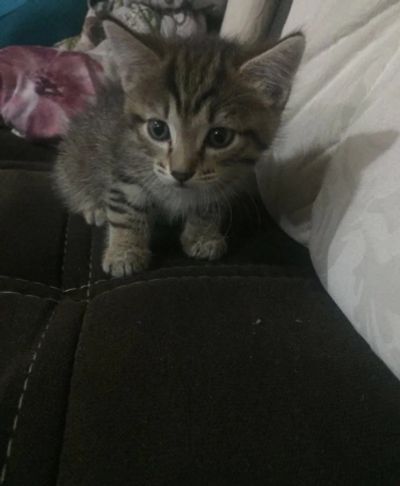 Лот: 16759283. Фото: 1. Котенок мальчик. Корма