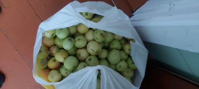 Лот: 16451162. Фото: 1. Ракетки вкусные). Овощи, фрукты, зелень