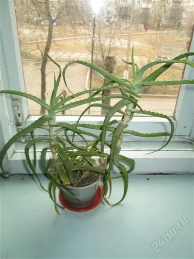Лот: 2703647. Фото: 1. АЛОЭ. Горшечные растения и комнатные цветы