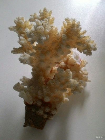 Лот: 13683891. Фото: 1. Коралл натуральный бело-розовый. Моллюски, ракообразные, кораллы