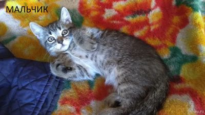 Лот: 17956473. Фото: 1. Котята от британской вислоухой. Кошки, котята