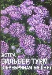 Лот: 11024105. Фото: 1. Астра Зильбер Турм /Артикул. Садовые цветы
