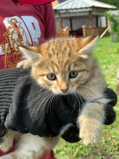 Лот: 16354813. Фото: 1. Котята. Кошки, котята