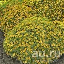 Лот: 13755944. Фото: 1. Бархатцы. Садовые цветы