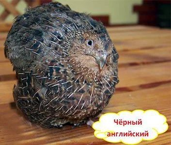 Лот: 5571132. Фото: 1. инкубационное яйцо перепелов породы... Птицы
