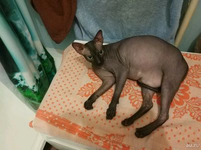 Лот: 10615475. Фото: 1. Сфинкс девочка. Кошки, котята