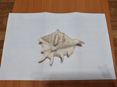 Лот: 16930285. Фото: 1. Ракушка 1. Грунты, украшения, наполнения