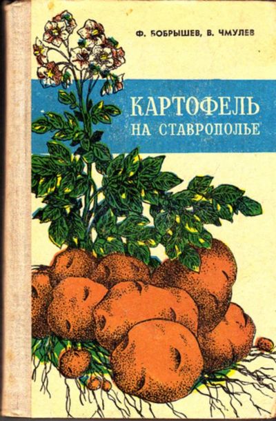 Лот: 23443216. Фото: 1. Картофель на Ставрополье. Сад, огород, цветы