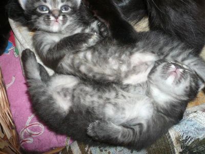 Лот: 875375. Фото: 1. котята. Остальные животные