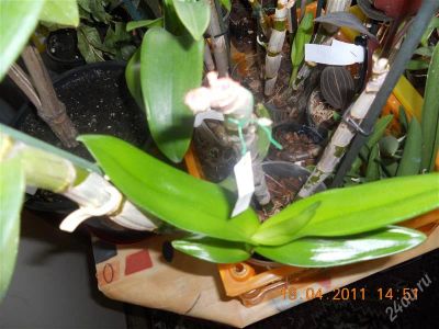Лот: 1074310. Фото: 1. орхидея дендробиум Airy Wnite... Горшечные растения и комнатные цветы