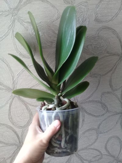 Лот: 9907672. Фото: 1. Орхидея фаленопсис F15 пелорик... Горшечные растения и комнатные цветы