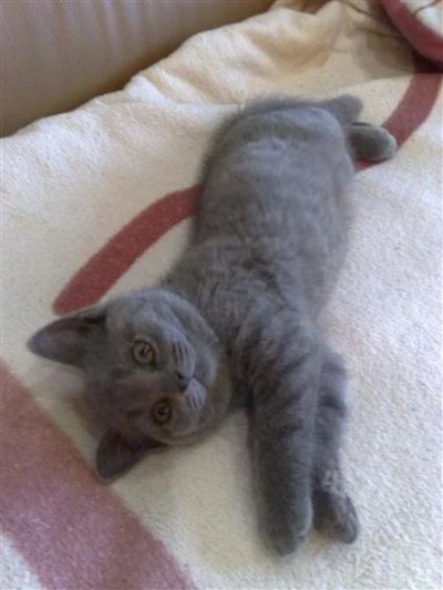 Лот: 1257031. Фото: 1. Шотландский прямоухий котенок... Кошки, котята