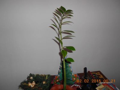 Лот: 4017102. Фото: 1. Долларовое $- дерево (замиокулькас... Горшечные растения и комнатные цветы