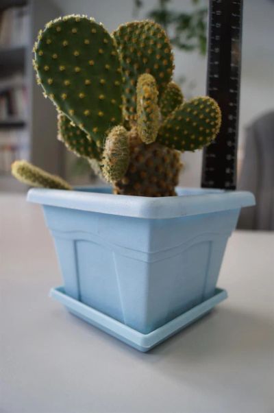 Лот: 3117809. Фото: 1. Кактусы - Коллекция - Opuntia... Горшечные растения и комнатные цветы