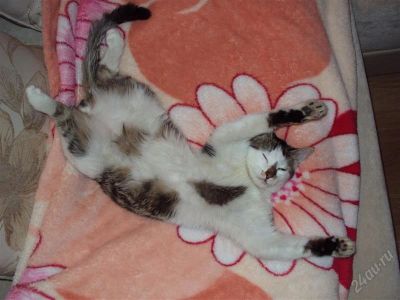 Лот: 1464119. Фото: 1. Котенок, мальчик 4-5мес. Кошки, котята