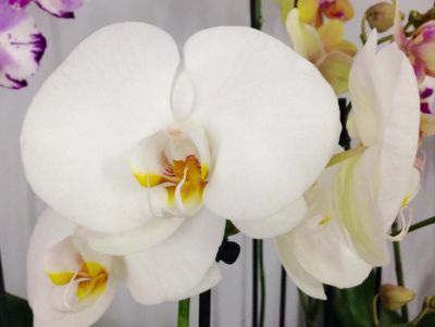 Лот: 6635878. Фото: 1. Орхидея (детка) цветы белые крупные. Горшечные растения и комнатные цветы