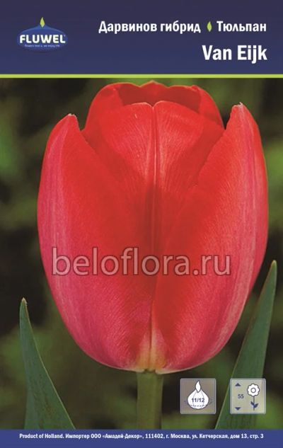Лот: 6187852. Фото: 1. Тюльпан Van Eijk. Луковица. Другое (семена, рассада, садовые растения)