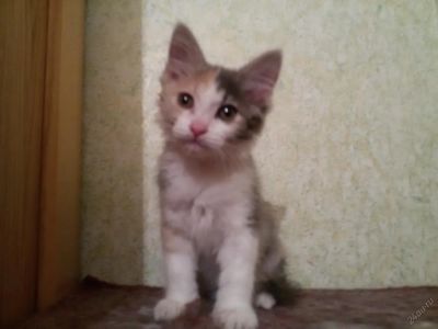 Лот: 5720245. Фото: 1. Отдам котенка. Кошки, котята