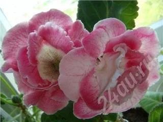 Лот: 527300. Фото: 1. Лист с деткой глоксинии махровой. Горшечные растения и комнатные цветы