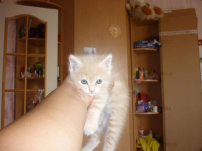 Лот: 3616006. Фото: 1. Персиковое чудо в хорошие руки... Кошки, котята