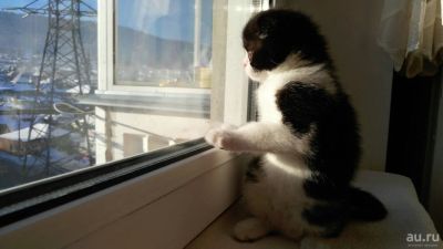 Лот: 9062710. Фото: 1. Вислоухая девочка. Кошки, котята