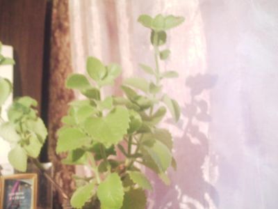 Лот: 5189373. Фото: 1. плектрантус кустарниковый (Plectranthus... Горшечные растения и комнатные цветы
