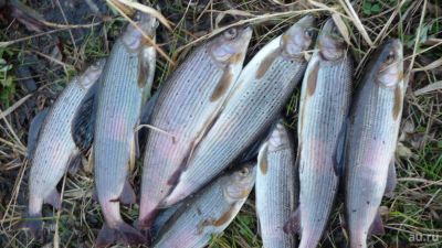 Лот: 8467431. Фото: 1. хариус соленый. Икра, рыба, морепродукты