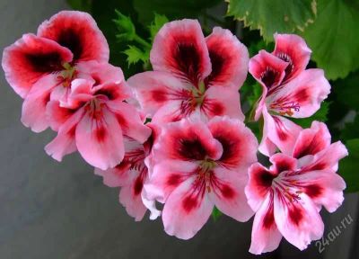 Лот: 1065989. Фото: 1. Королевская пеларгония - сорт... Горшечные растения и комнатные цветы