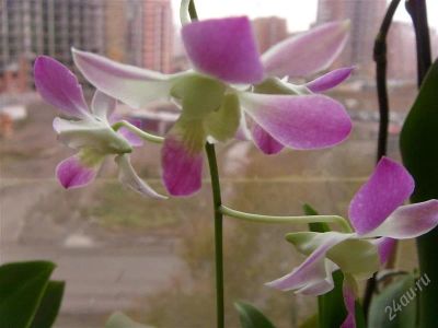 Лот: 902922. Фото: 1. Орхидеи 2 Дендробиум (Thanaid... Горшечные растения и комнатные цветы